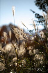 駒沢公園散策【前半】③