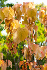 オオバベニガシワ