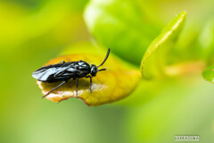 久しぶりのこども植物園で見つけた虫たち①