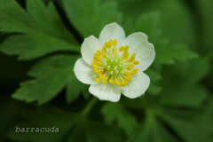 あの日の赤い点のようなものは?