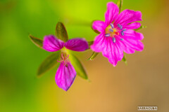久しぶりのこども植物園④