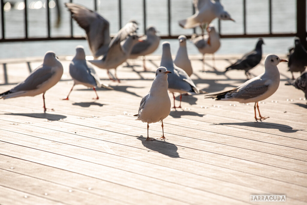 ユリカモメ　シリーズ②