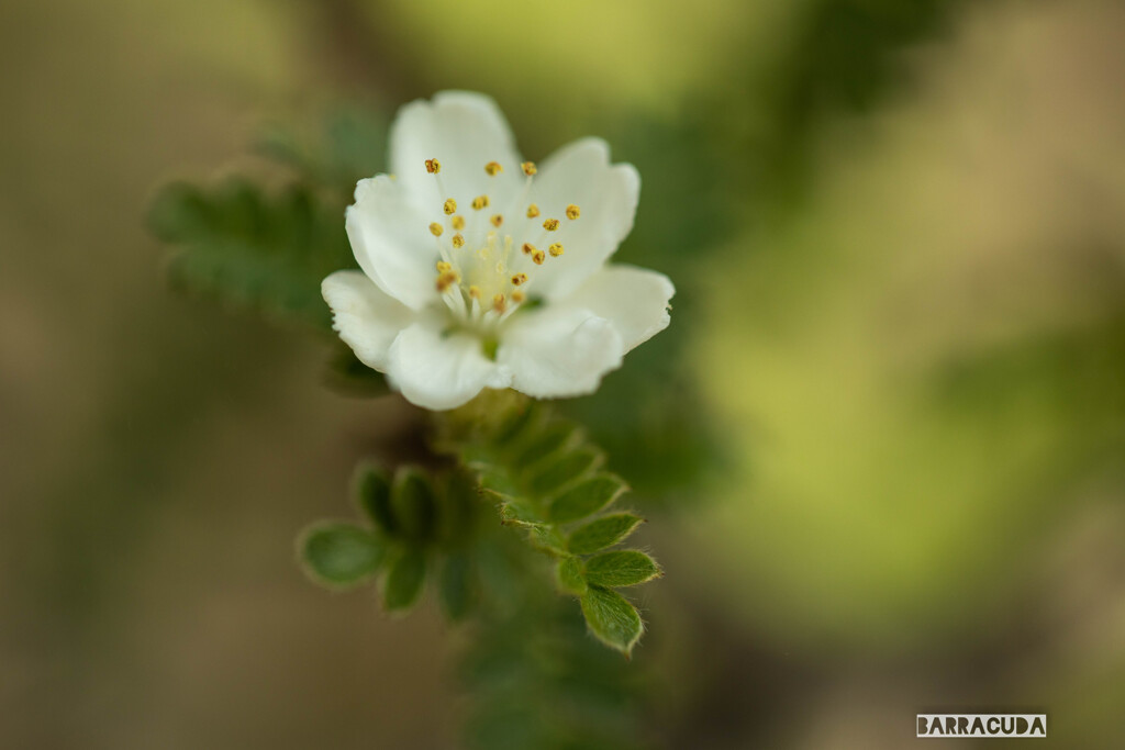 小石川植物園にて①