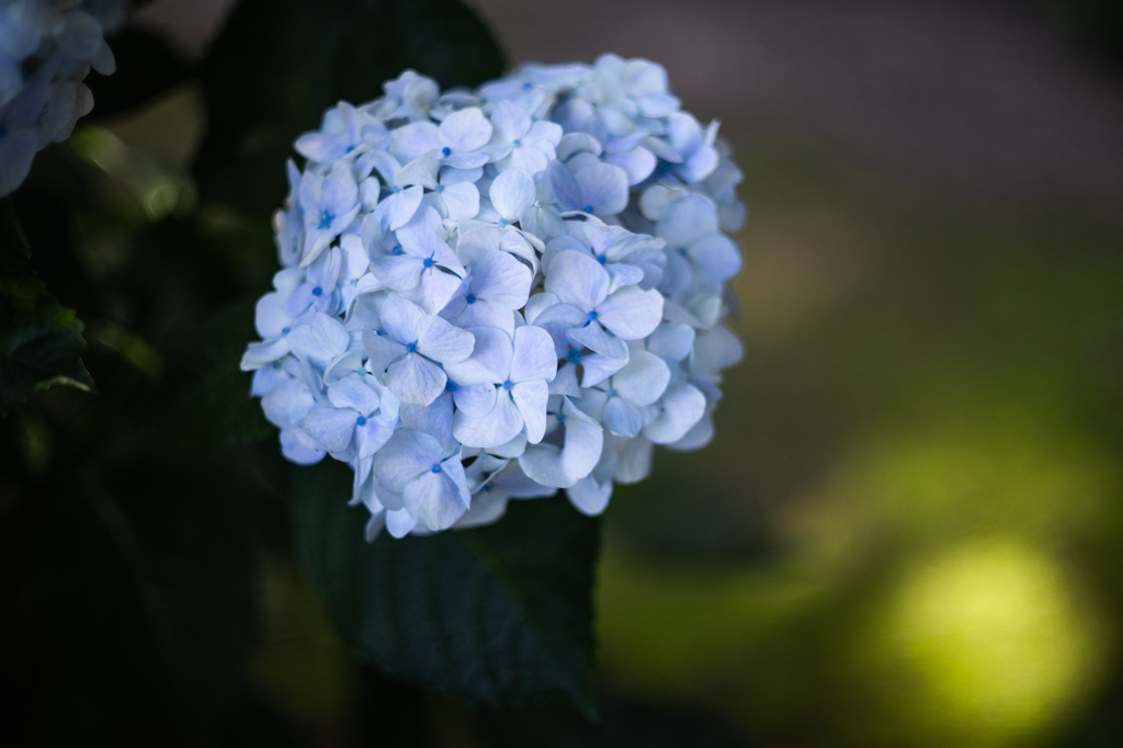 森の紫陽花