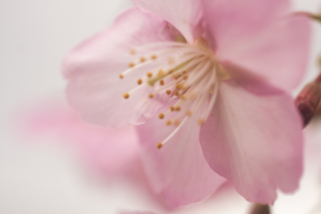 河津桜