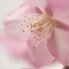 河津桜