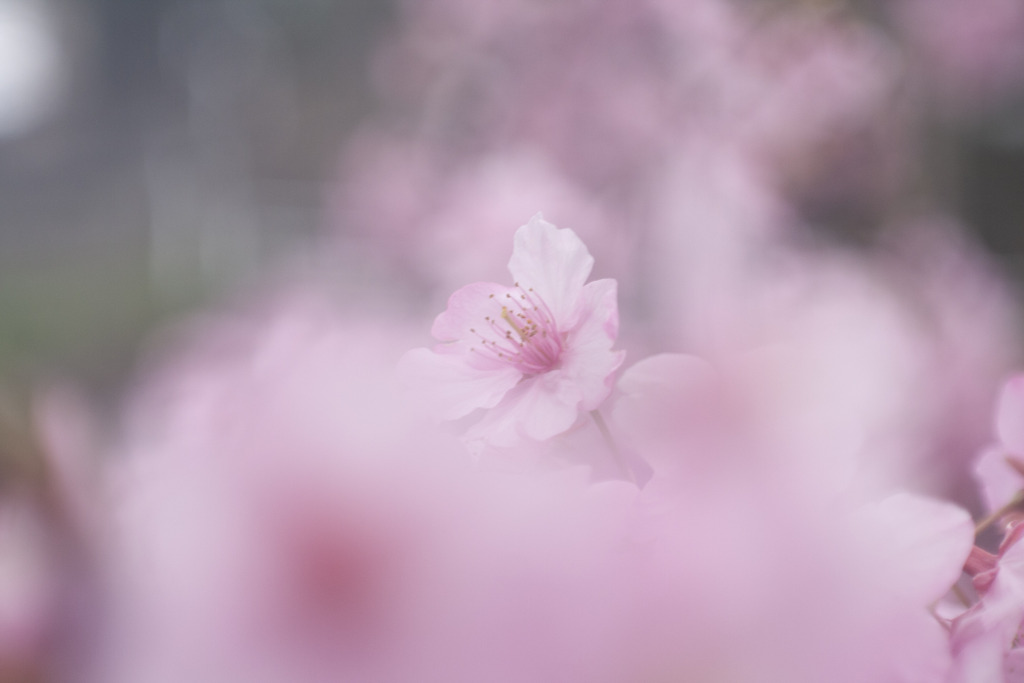 河津桜