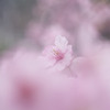河津桜