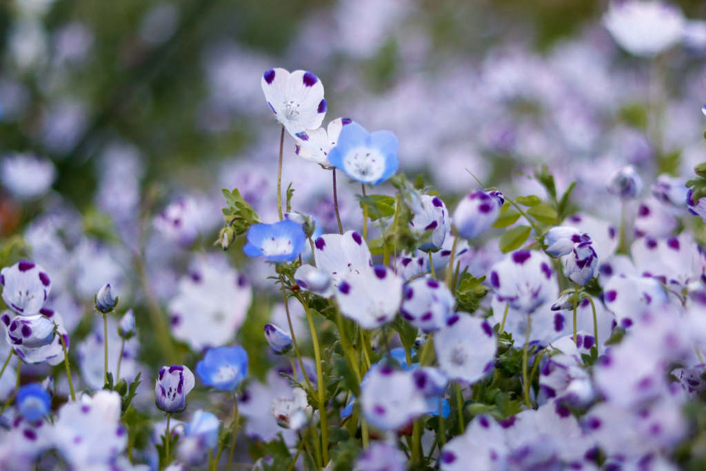 春の花