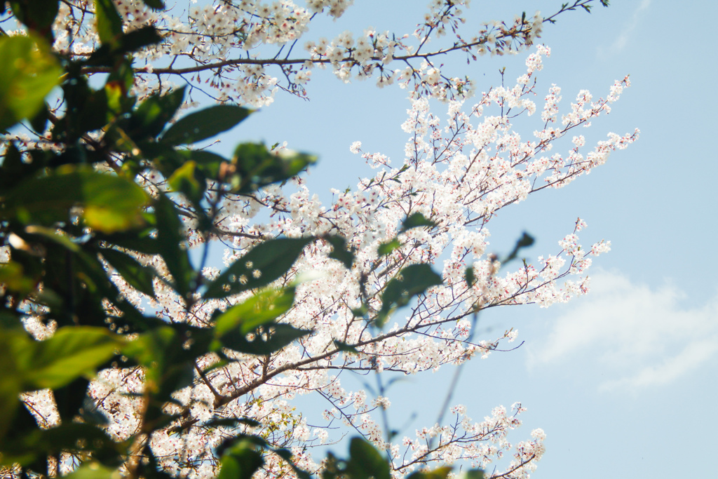 花盛