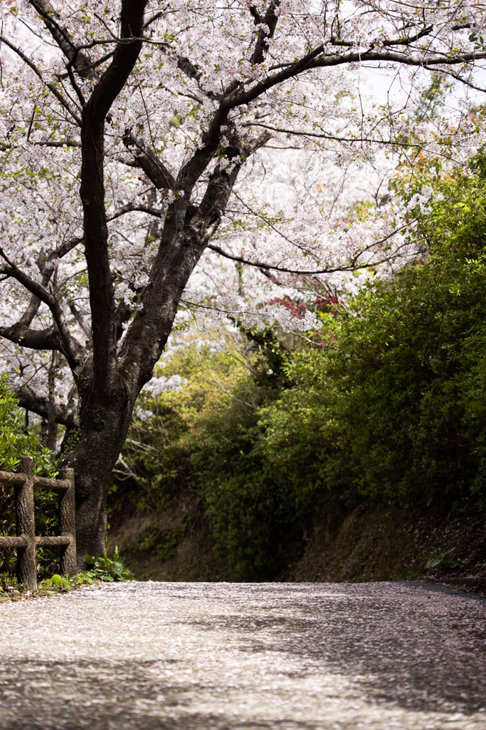 さくら道