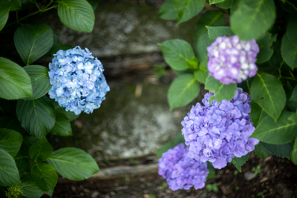 森の紫陽花