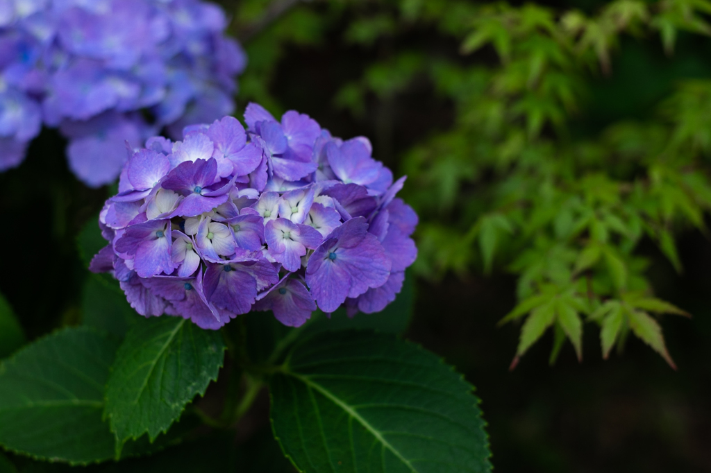 森の紫陽花