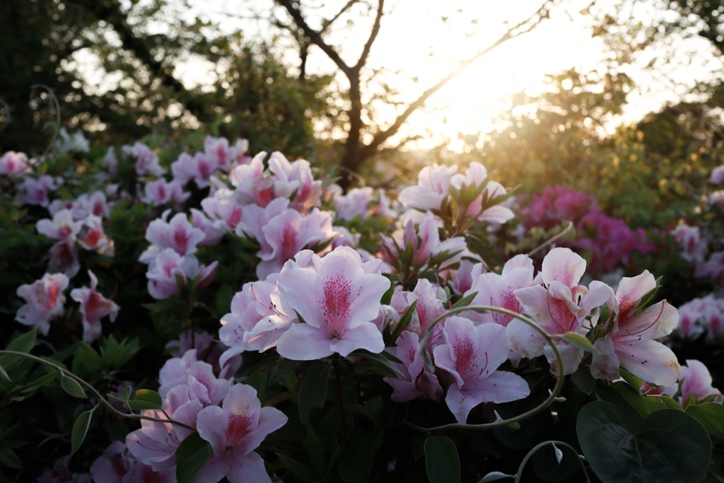 つつじ咲く公園にて