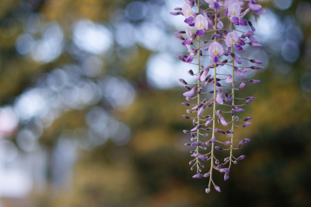 春の花