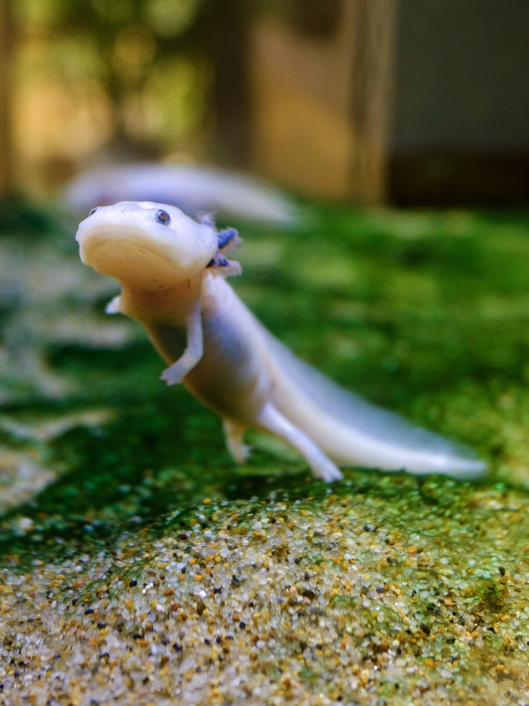 ウーパールーパー