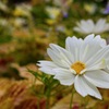 秋桜
