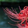 彼岸花