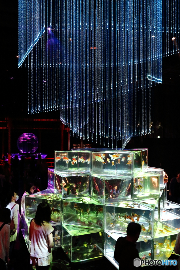 金魚の涼