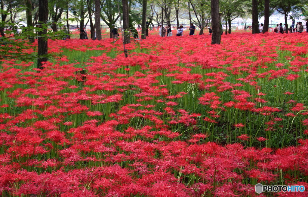 紅い楽園