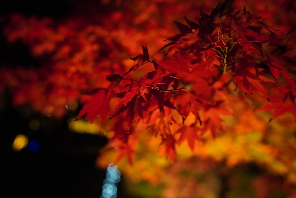 紅葉ライトアップ