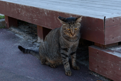 奈良のねこ