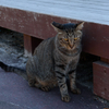 奈良のねこ