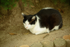 ねこ