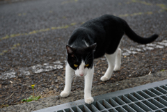 小豆島の猫