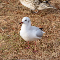 カモメ