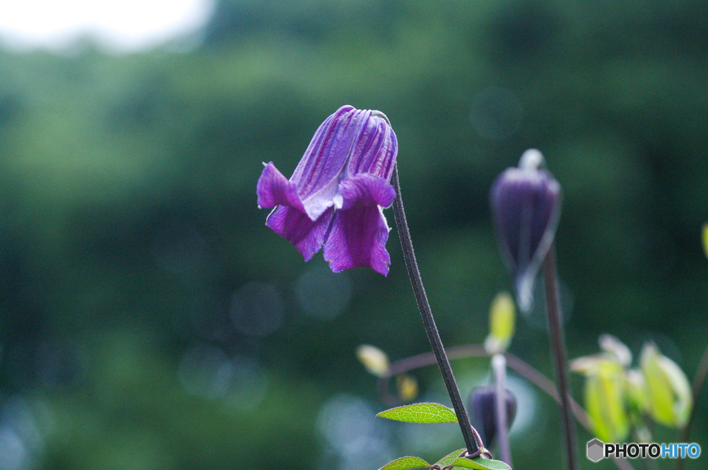 紫のベルが白いボケ玉で語り出す
