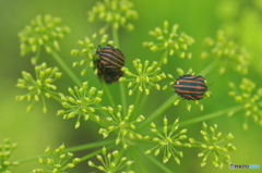 黄色い花火に戯れる　オシャレ虫