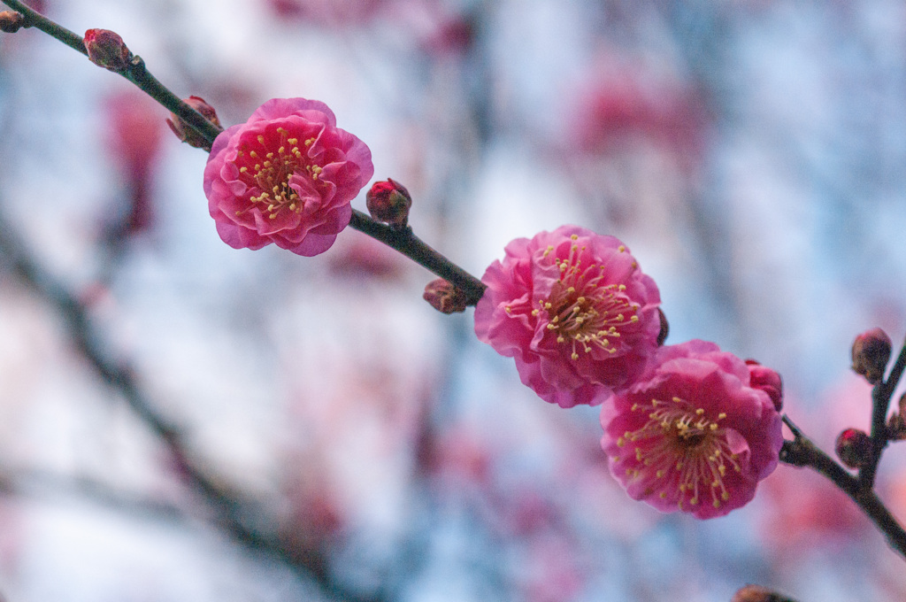 1月を彩る花　紅梅