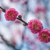 1月を彩る花　紅梅