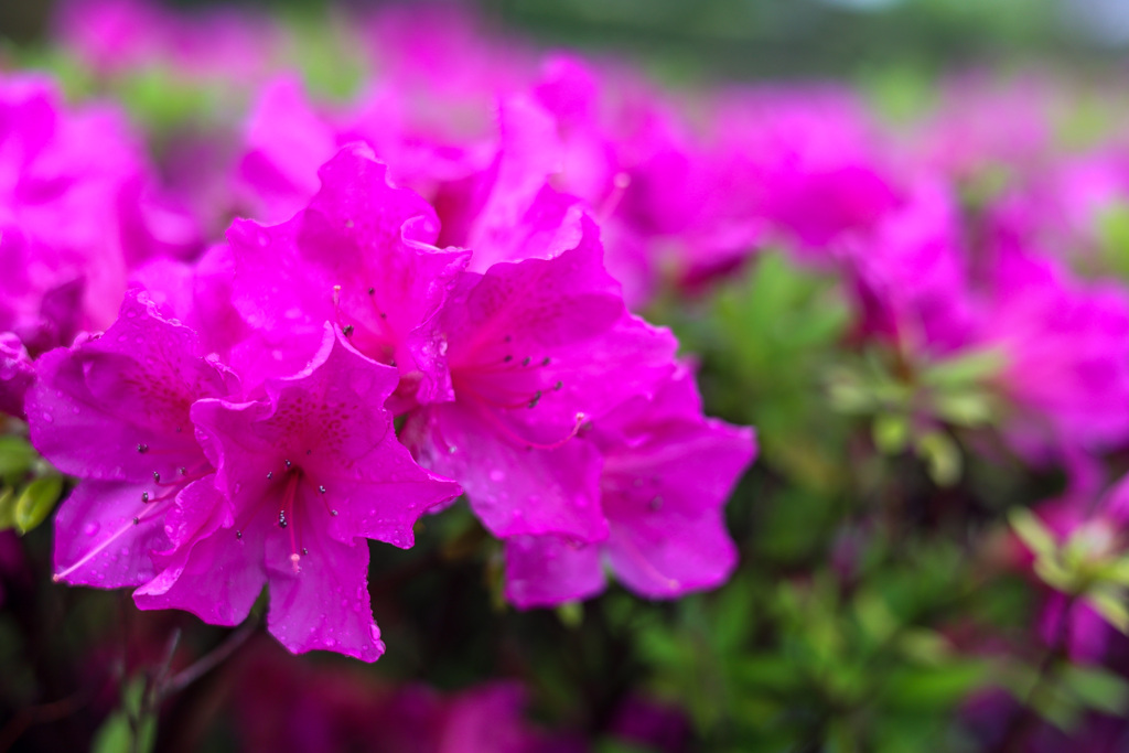 GW初日　雨の中のツツジ