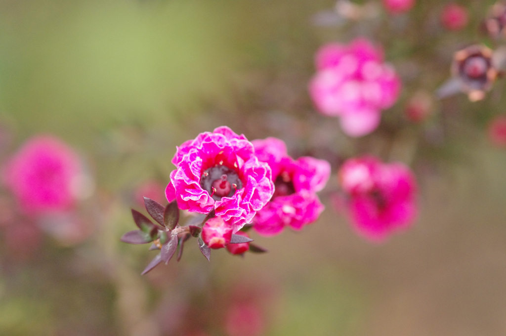 １月を彩る花　ギョリュウバイ
