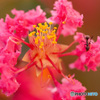 蟻遊ぶ　庭の鉢植えサルスベリ