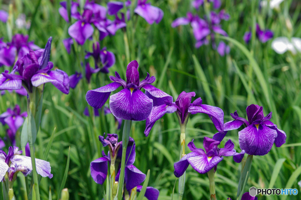 あやめ園の花菖蒲