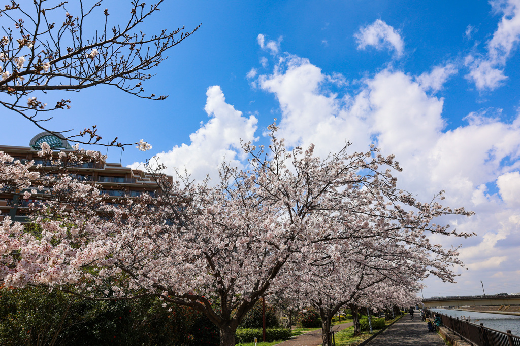 桜シーズンの思い出　3月末の快晴日
