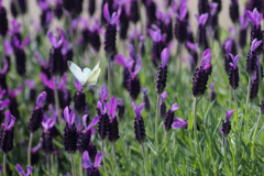 白と紫の饗宴
