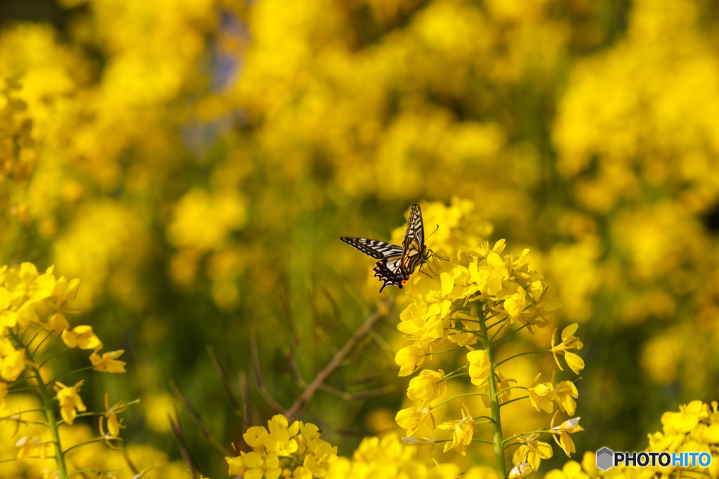 春の訪れ　初の蝶撮影@菜の花畑