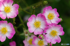 公園の薔薇1
