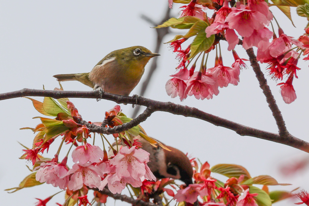 メジロと雀と河津桜