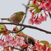 メジロと雀と河津桜