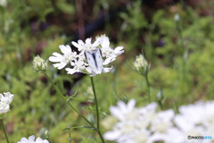 白い花に白い蝶　休息