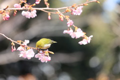 河津桜に戯れるメジロ　その1