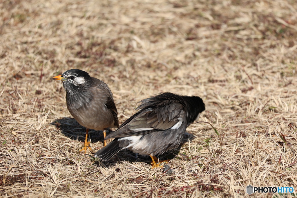 きっちり目線をこちらにくれた椋鳥さん