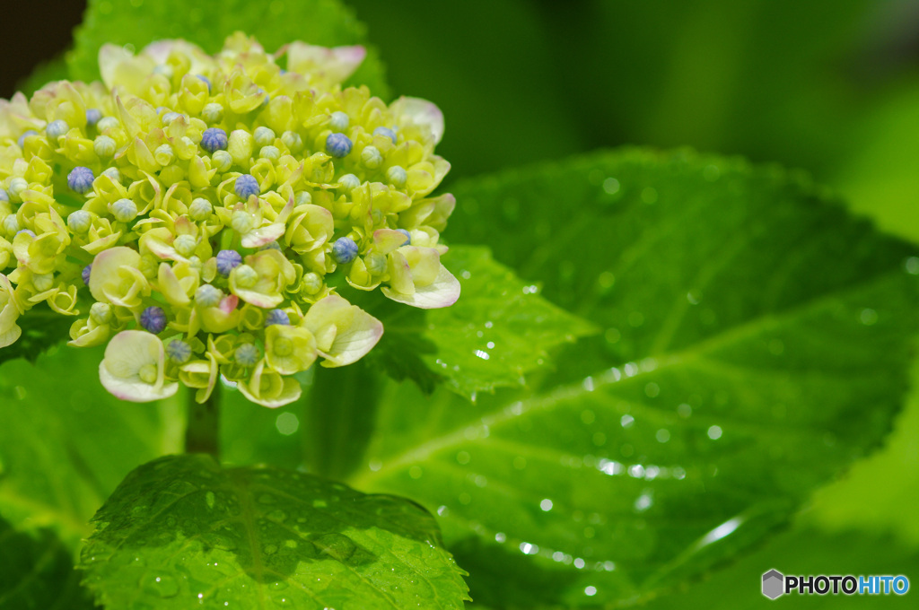 雨上がり、濡れた紫陽花　１