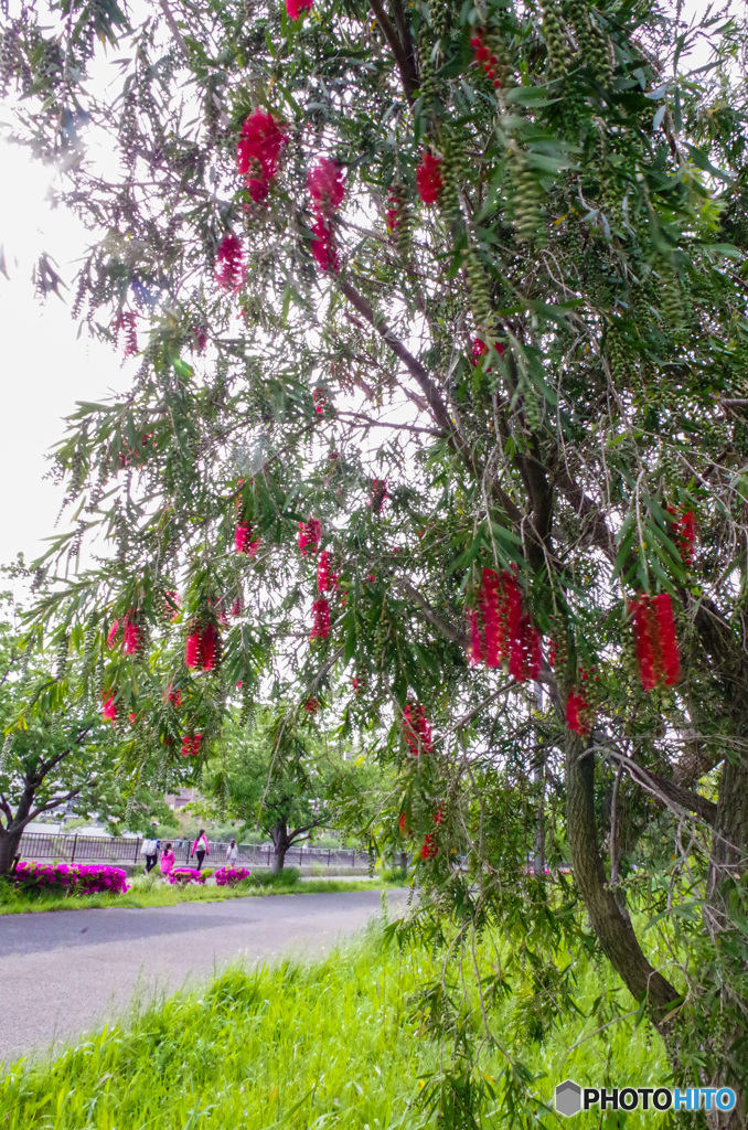 強めの風で揺れました。ブラし撮りのブラシの木の花