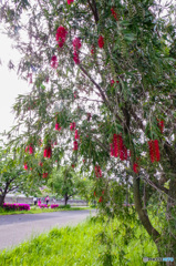 強めの風で揺れました。ブラし撮りのブラシの木の花